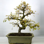 bonsai orme de chine 15 ans
